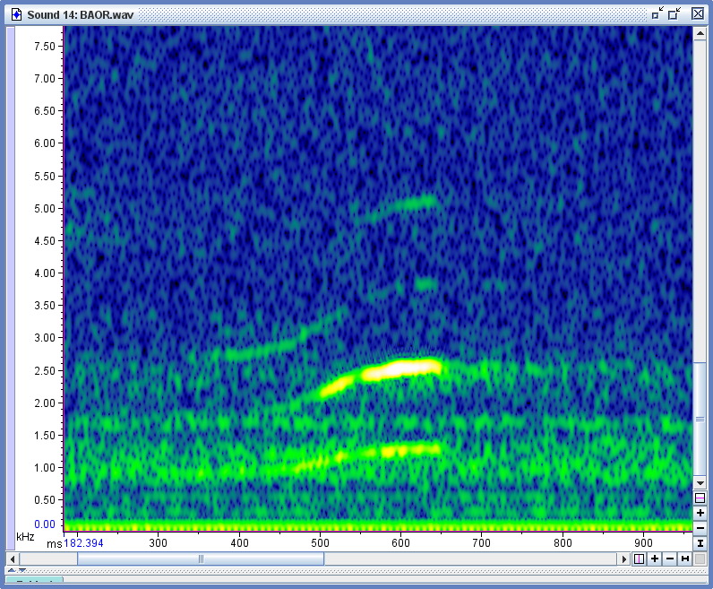 Carolinasumpfhuhn - ML152495771