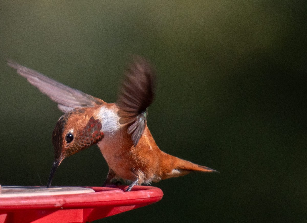 Rufous Hummingbird - ML152497041