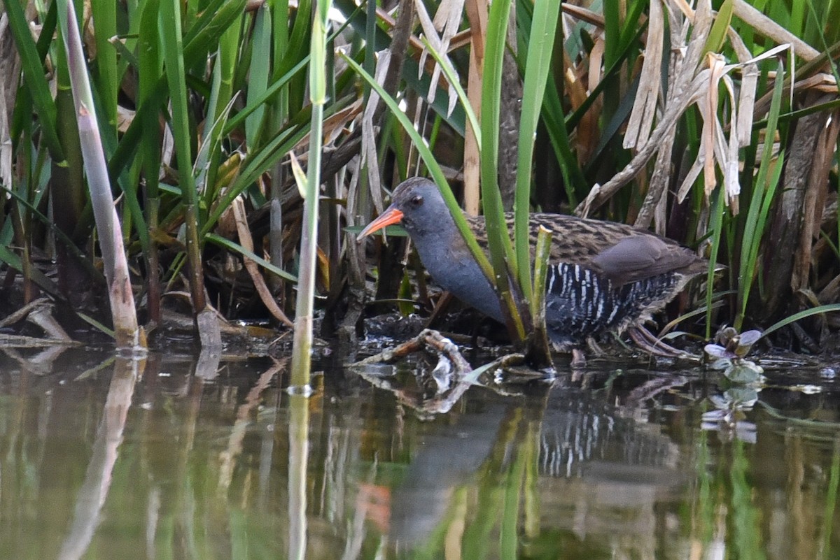 Water Rail - Maryse Neukomm