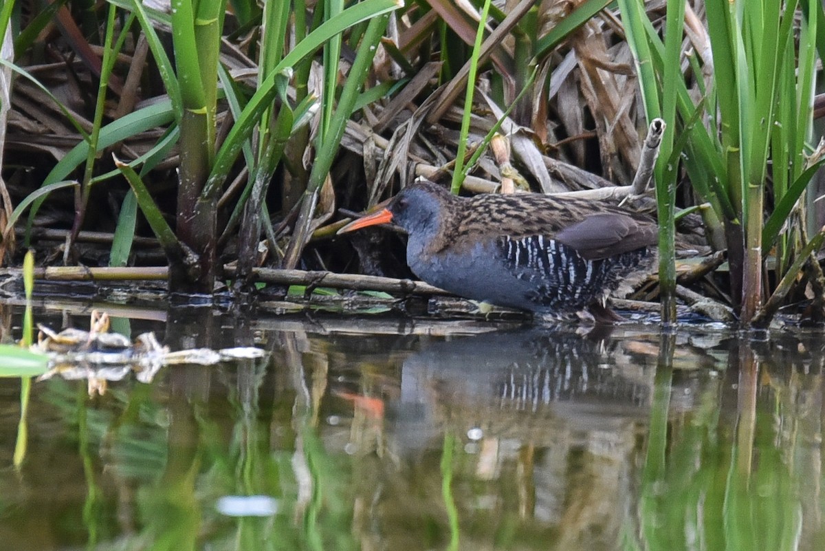 Water Rail - ML152497241