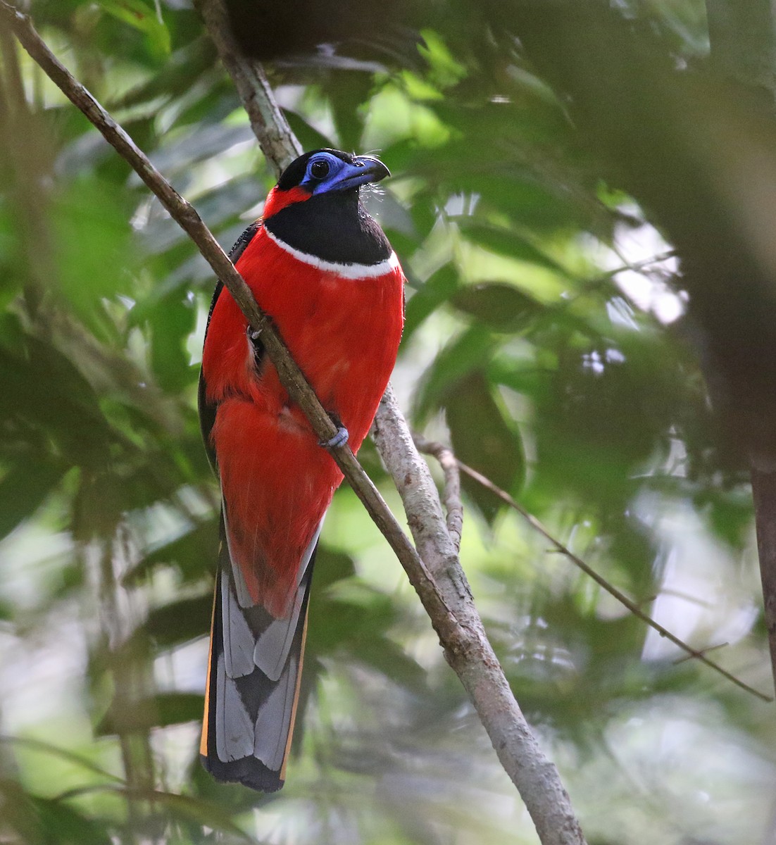 Red-naped Trogon - Dave Bakewell