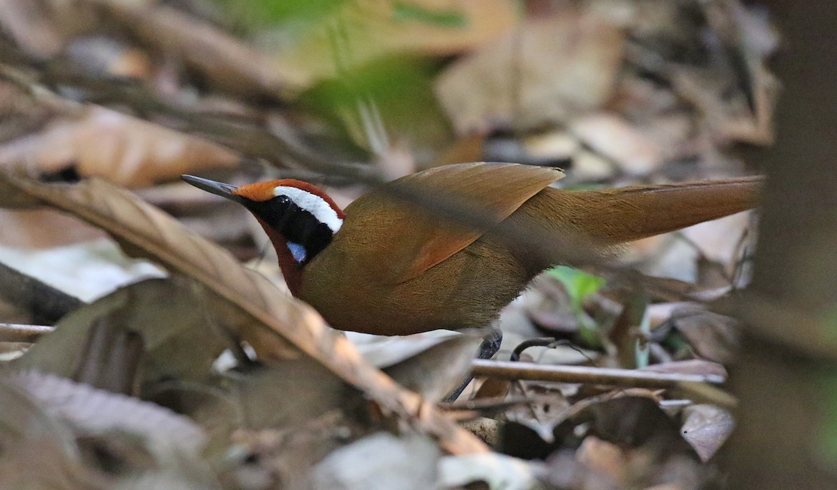 Malaysian Rail-babbler - ML152498491