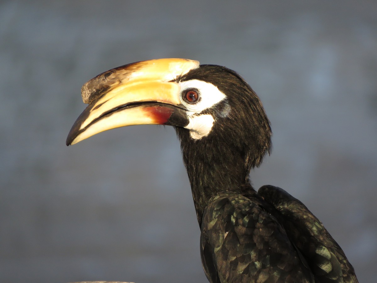 Oriental Pied-Hornbill - ML152498651