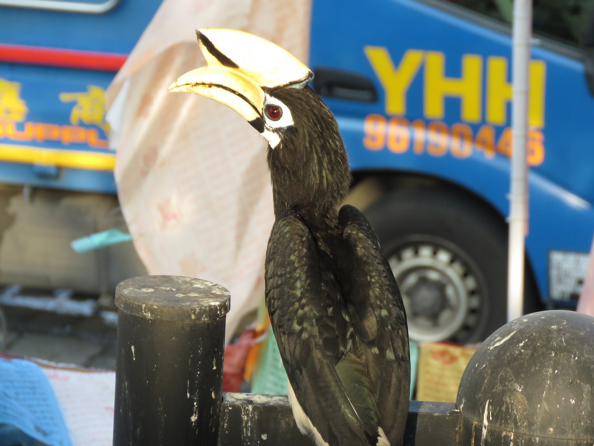 Oriental Pied-Hornbill - ML152498681