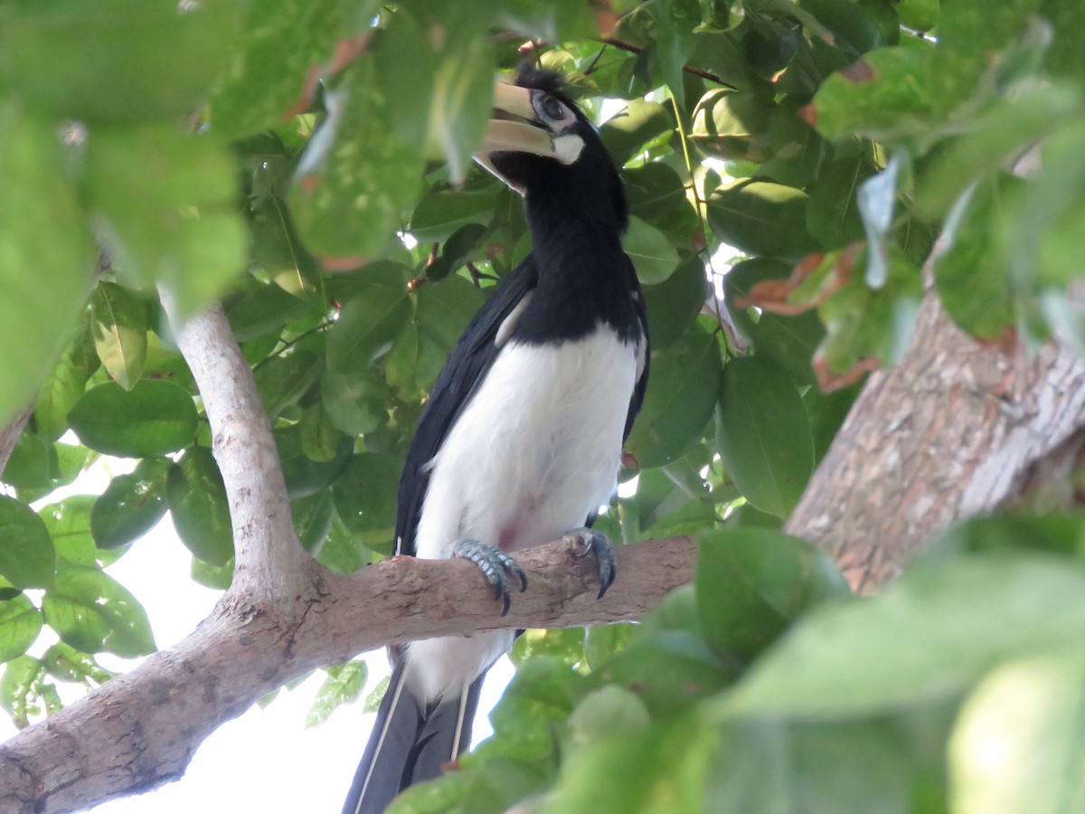 Oriental Pied-Hornbill - ML152498761