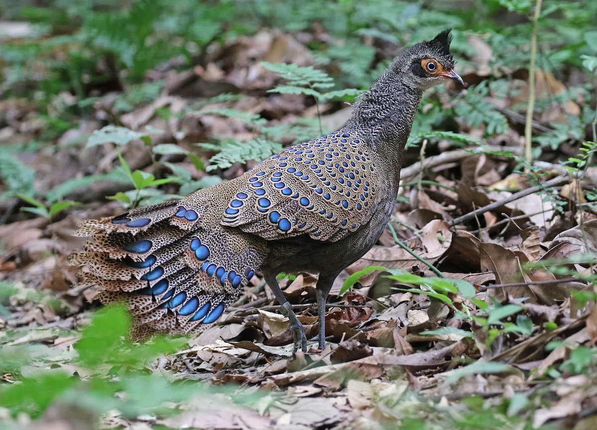 Malayan Peacock-Pheasant - Dave Bakewell