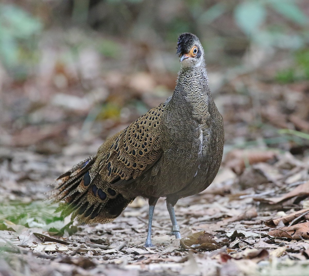 Malayan Peacock-Pheasant - Dave Bakewell