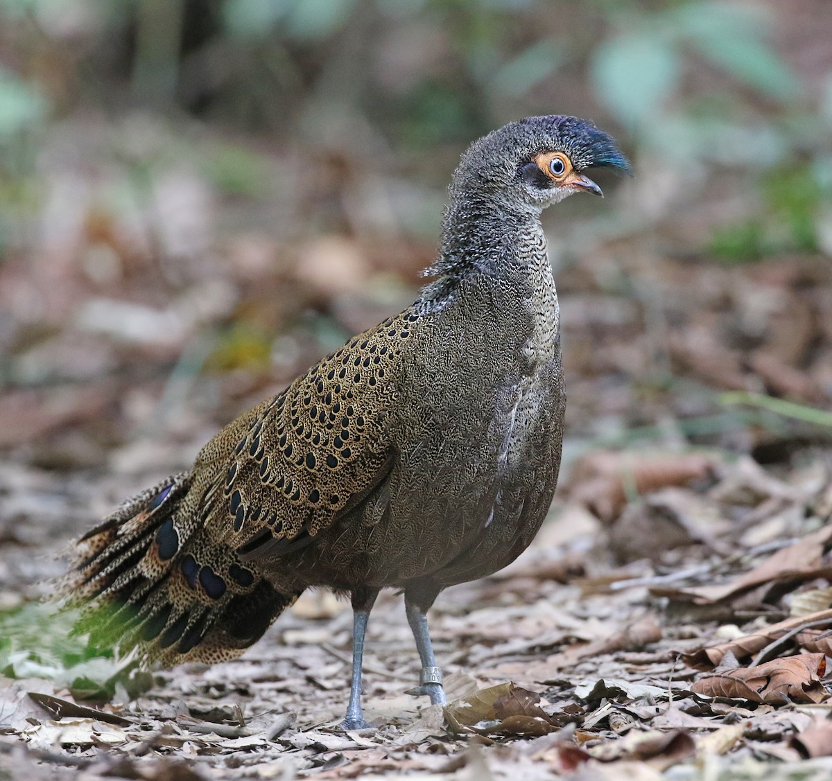 Malayan Peacock-Pheasant - Dave Bakewell