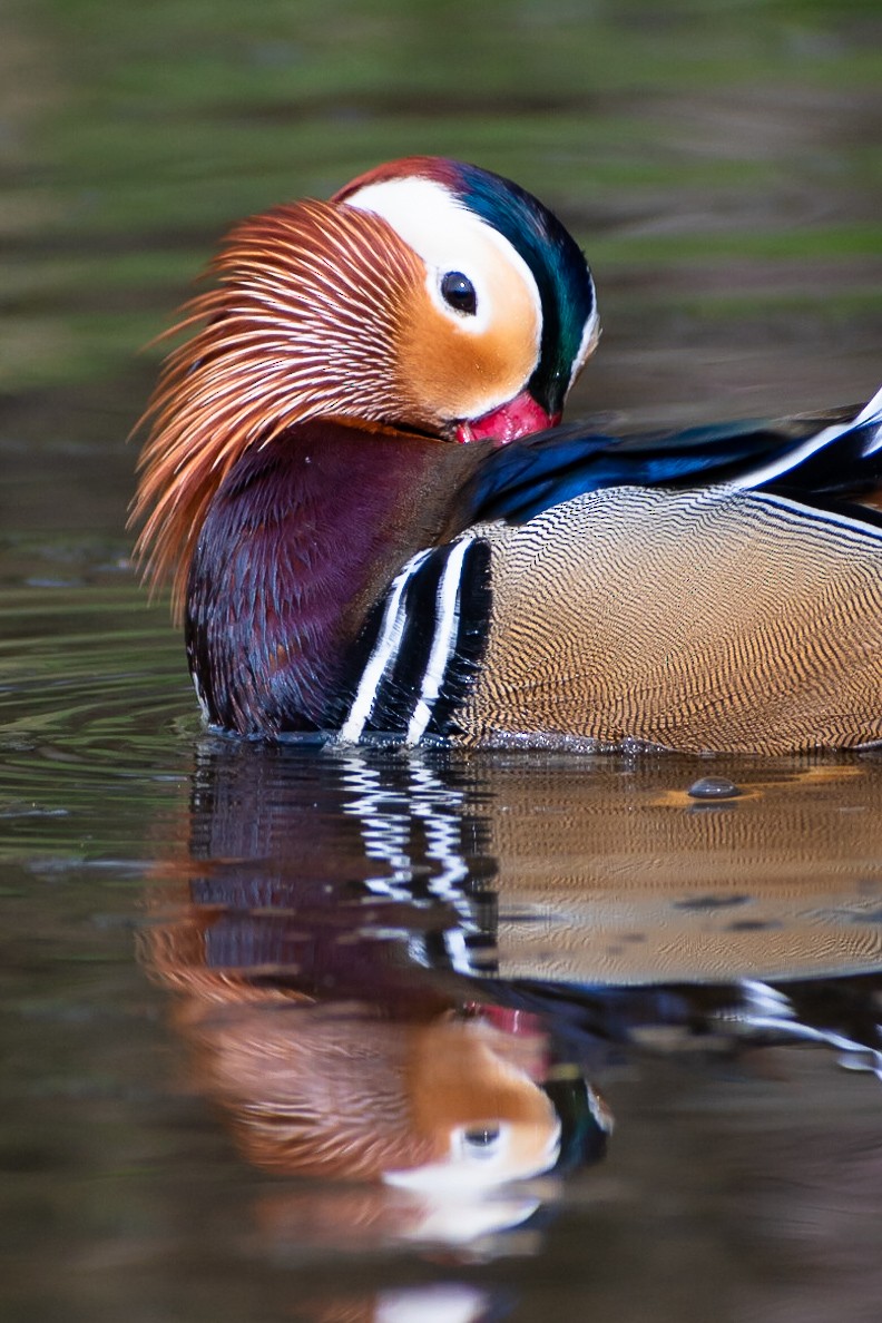 Mandarin Duck - ML152500091