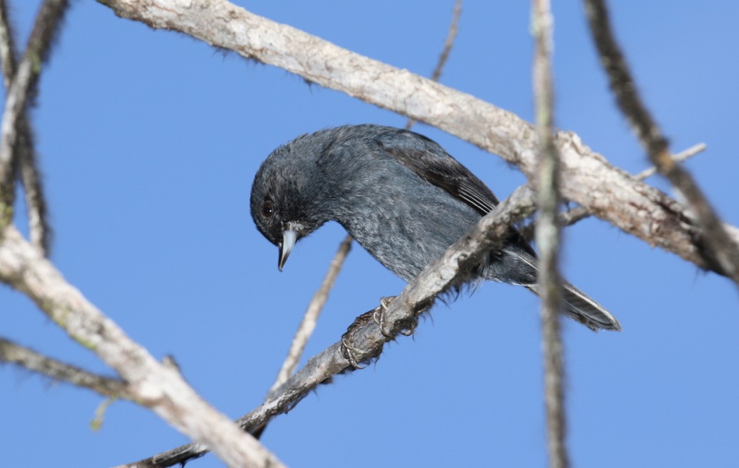 Scaled Flowerpiercer - David Ascanio