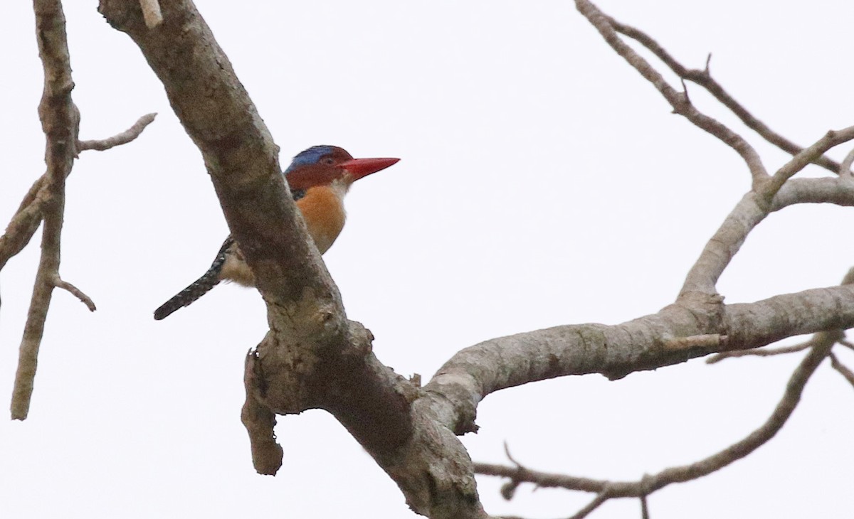 Banded Kingfisher - ML152500381