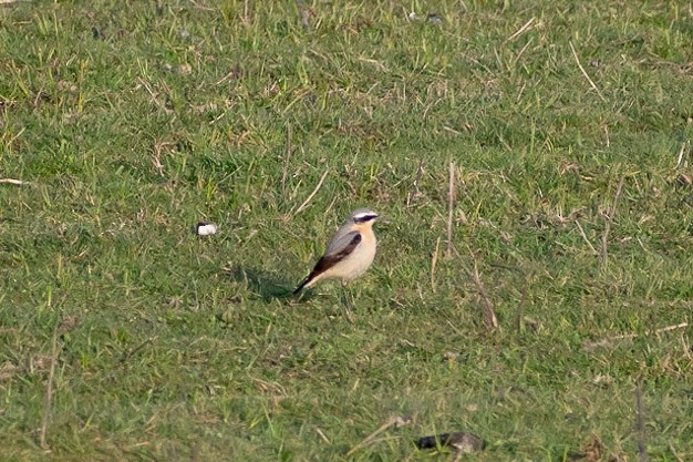 Northern Wheatear - Joshua Bell