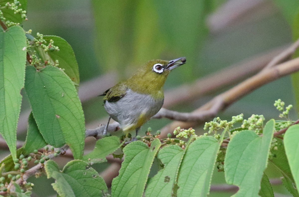 Hume's White-eye - ML152500911