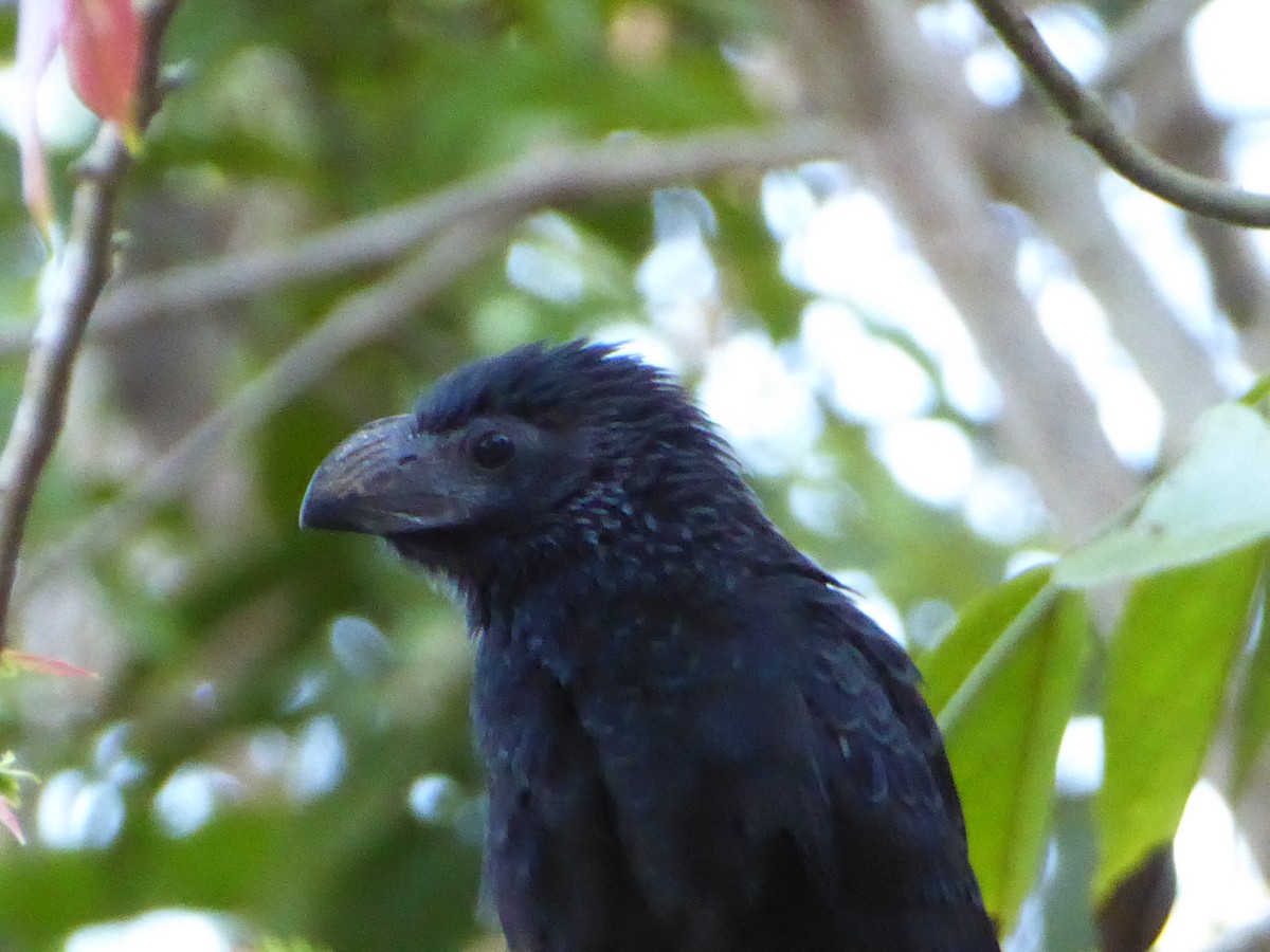 Groove-billed Ani - ML152500981