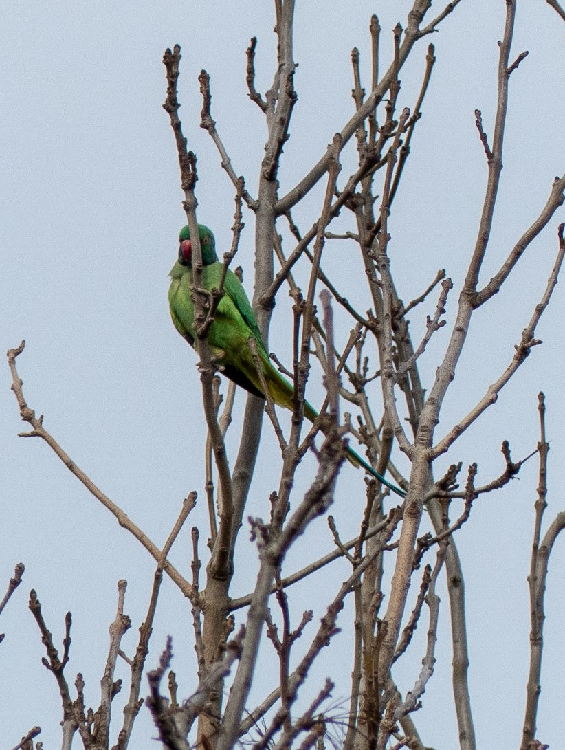 Rose-ringed Parakeet - ML152501221