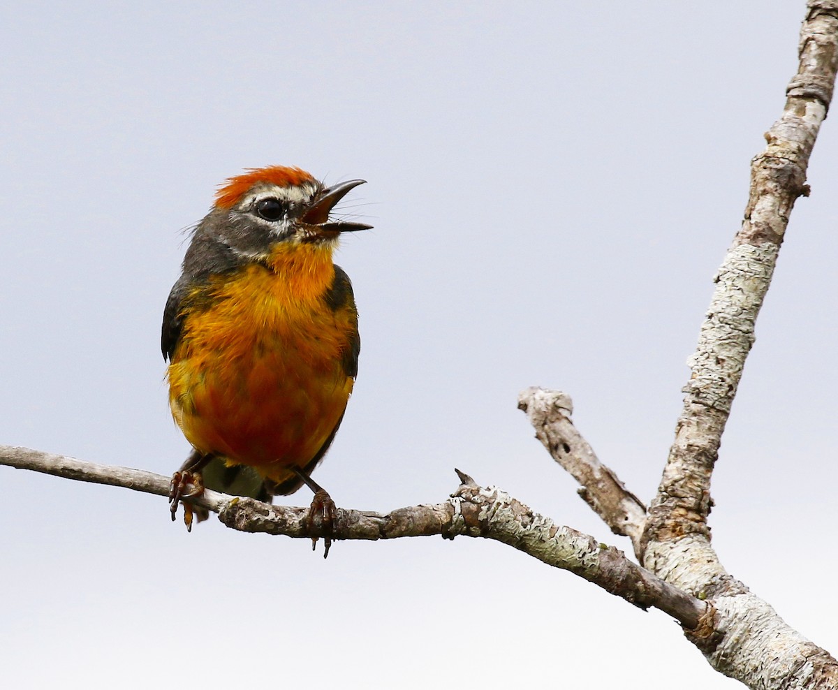 Tepui Redstart - ML152501951