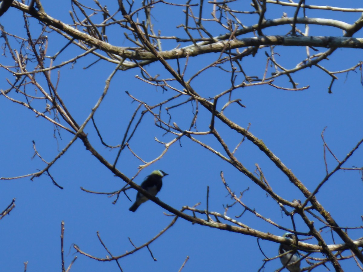 Golden-hooded Tanager - ML152501991