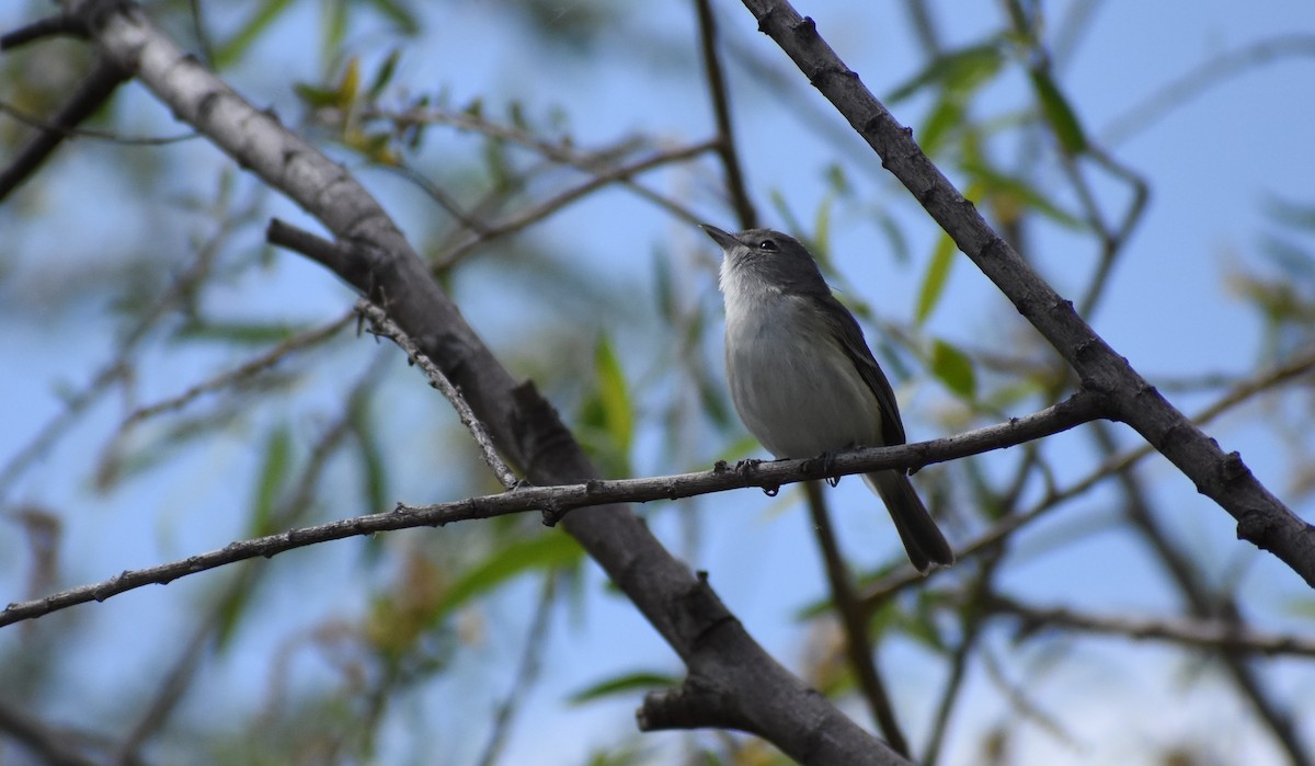 Bell's Vireo - ML152502171