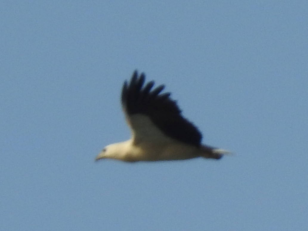 White-bellied Sea-Eagle - ML152502381