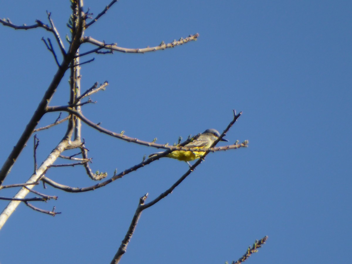 Tropical Kingbird - ML152502471