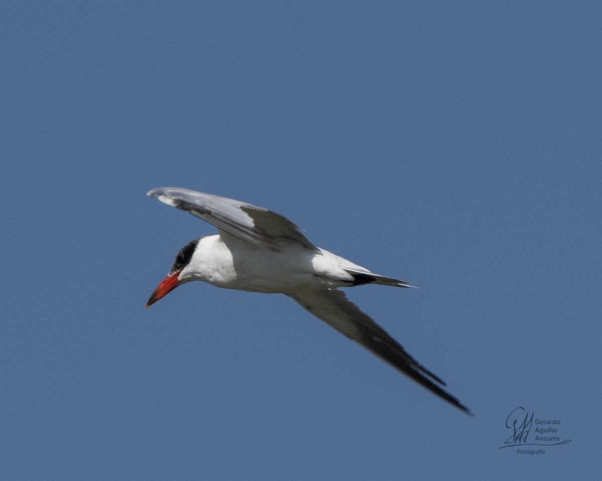 Caspian Tern - ML152503181