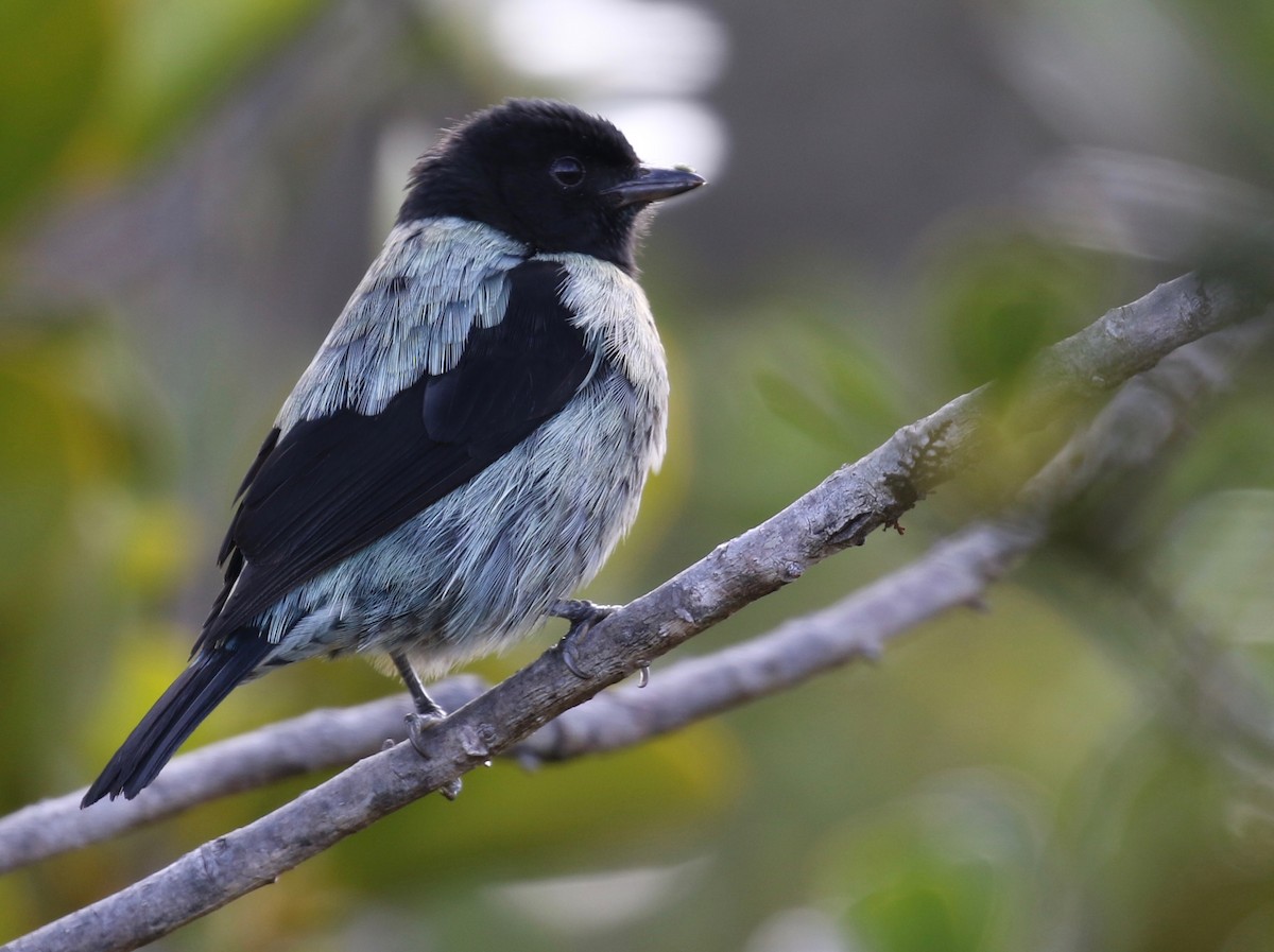 Black-hooded Tanager - David Ascanio