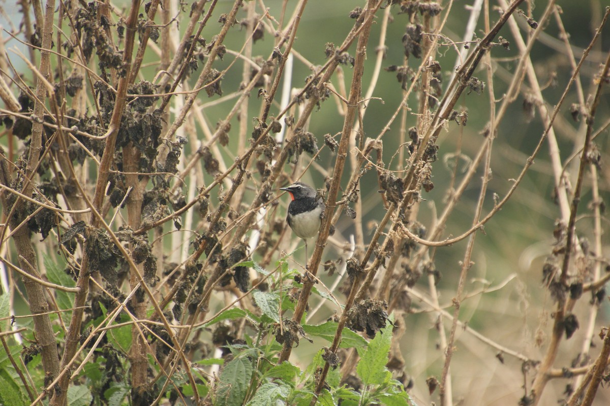 Himalayan/Chinese Rubythroat (White-tailed Rubythroat) - ML152504341