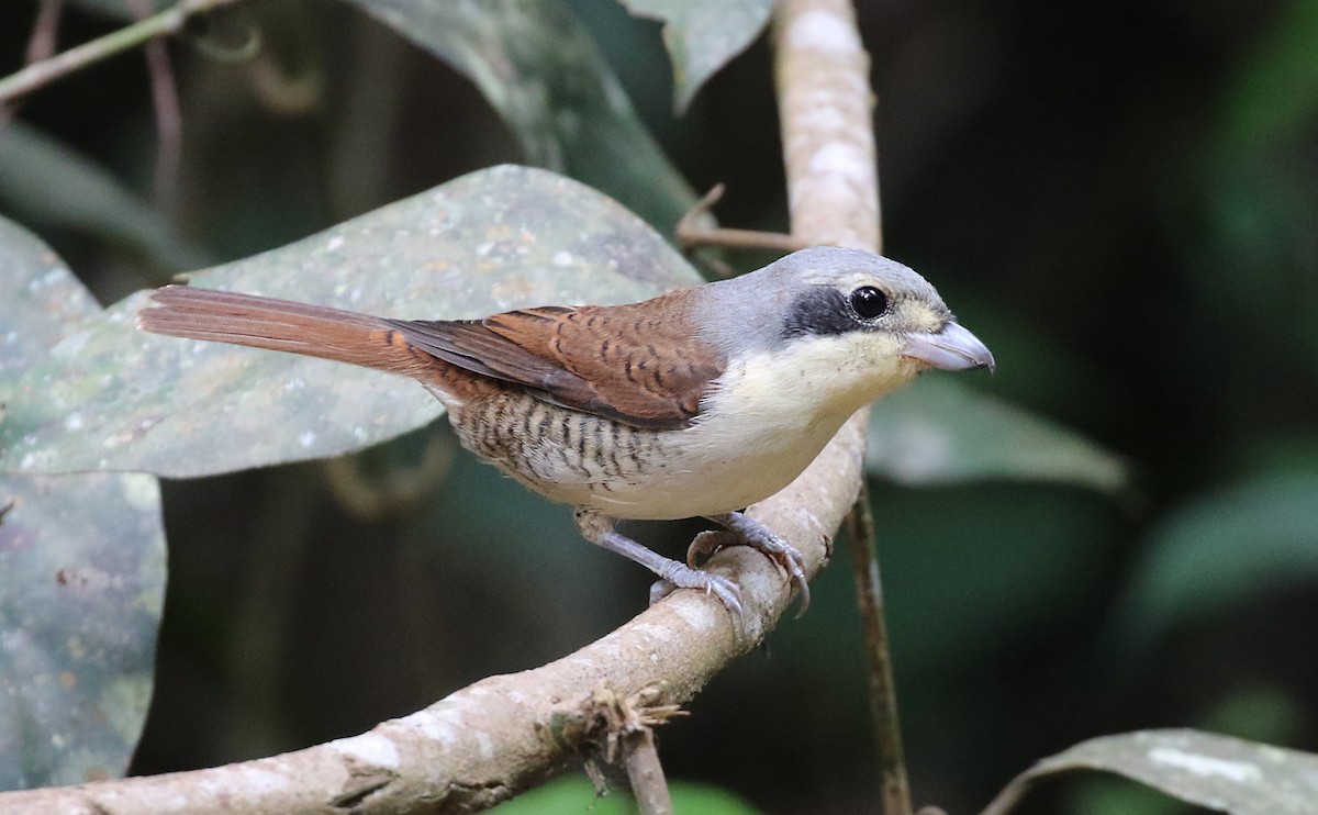 Tiger Shrike - ML152504481