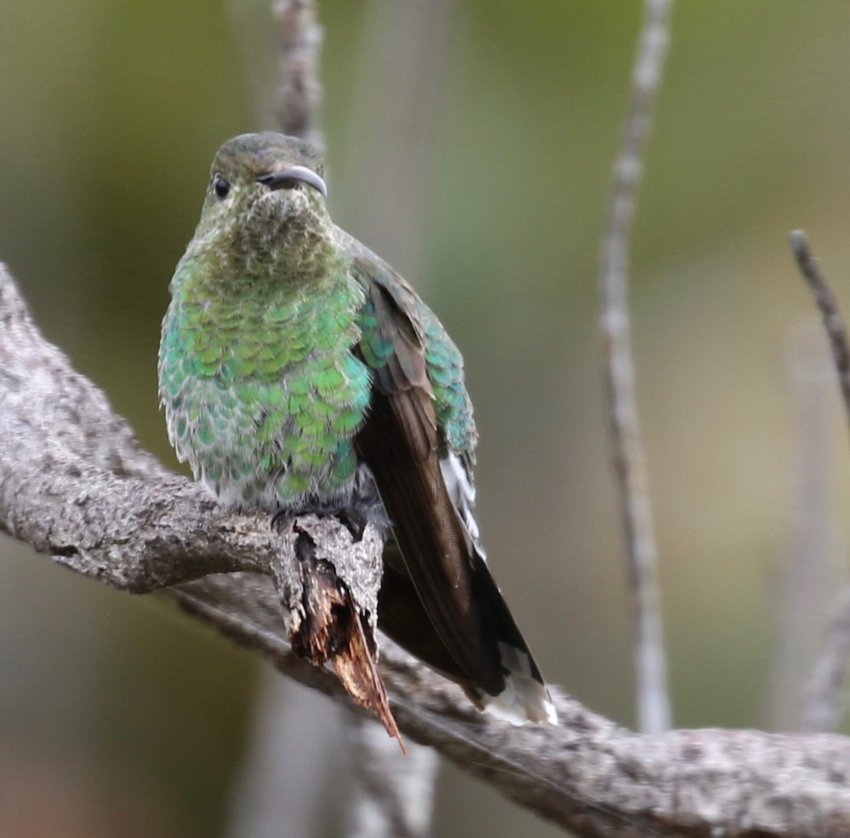 Tepui Goldenthroat - ML152505221