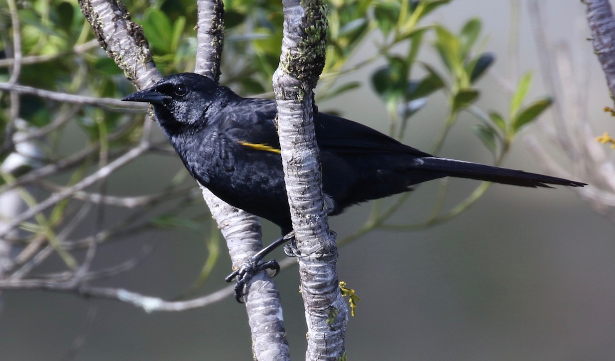 Golden-tufted Grackle - ML152505401