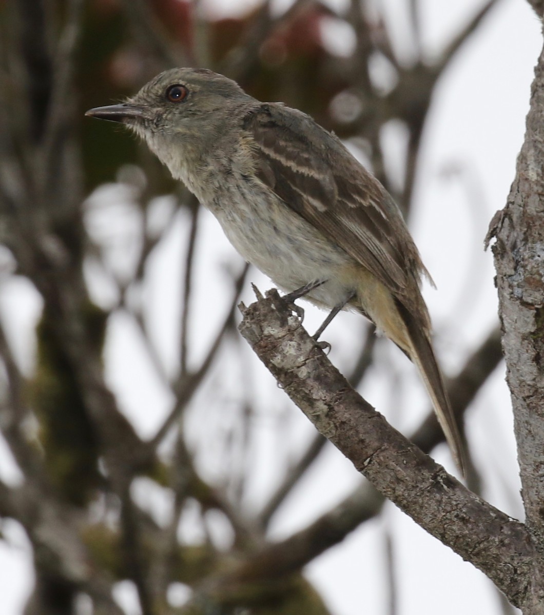 Rufous-tailed Tyrant - ML152505651