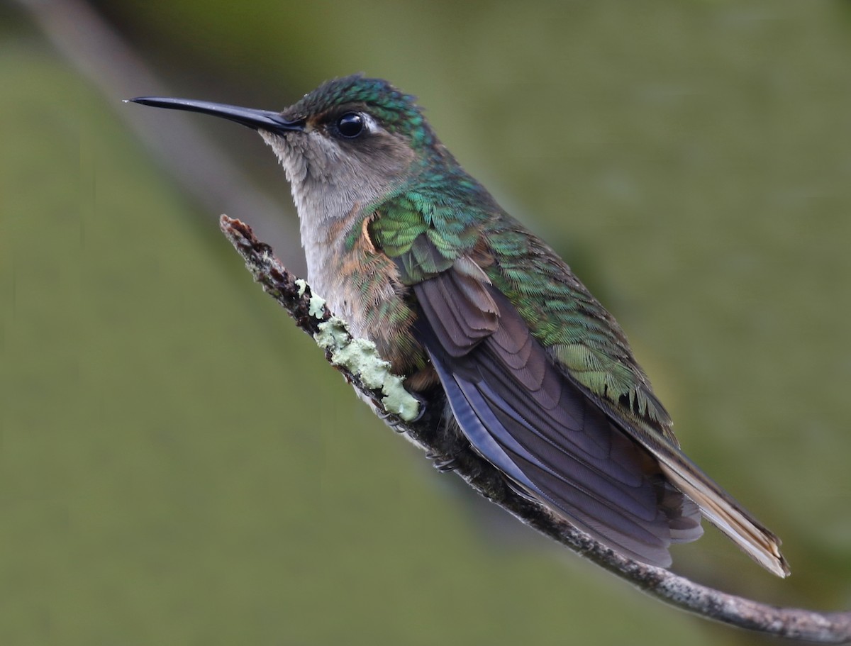 kolibřík duidský - ML152506141