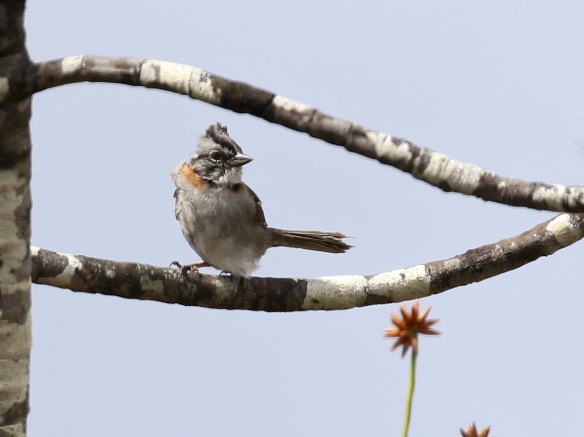 Rufous-collared Sparrow - David Ascanio