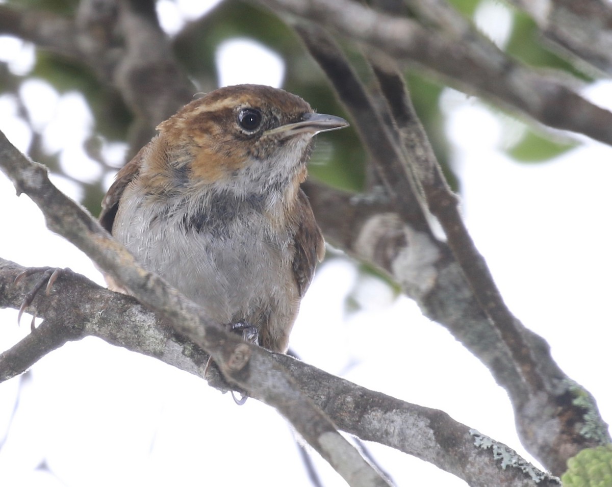 Tepui Wren - ML152506501