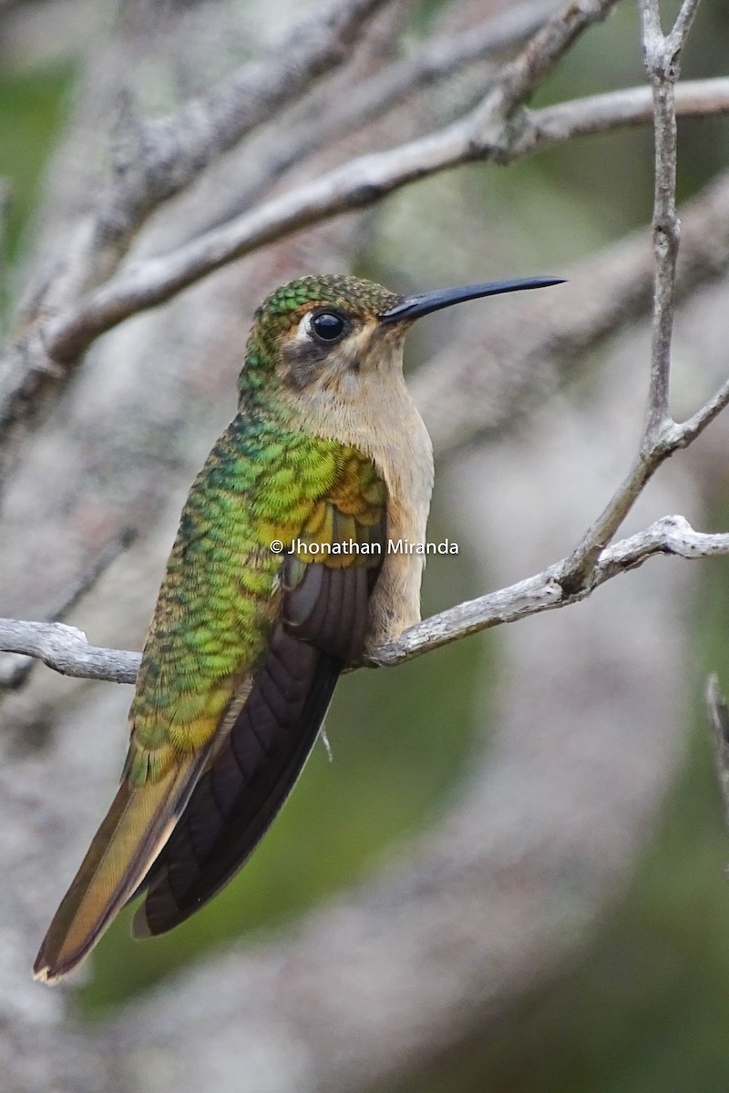 Buff-breasted Sabrewing - Jhonathan Miranda - Wandering Venezuela Birding Expeditions