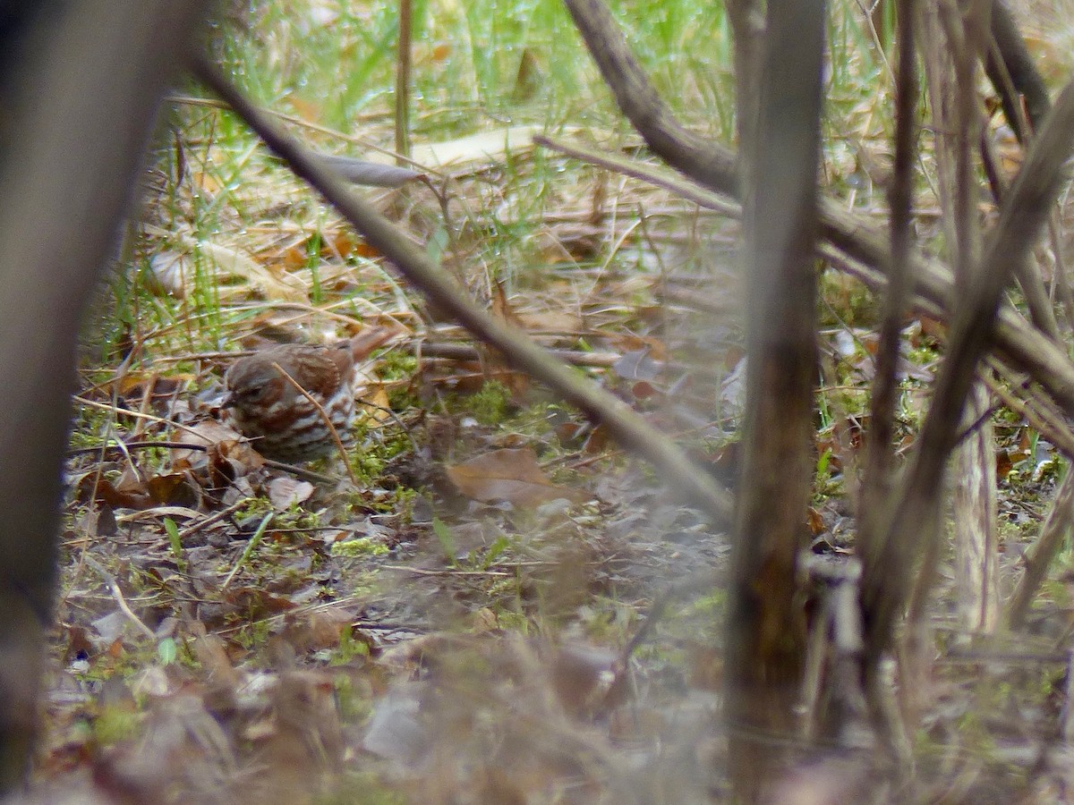 Fox Sparrow - ML152506841