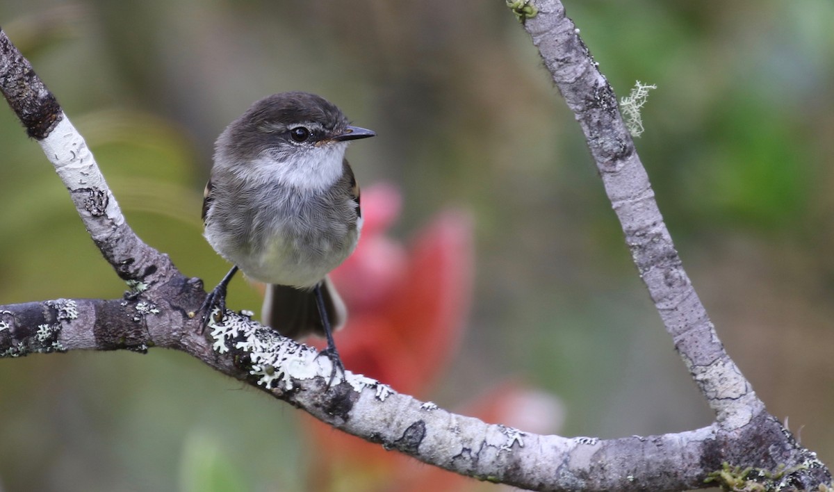 White-throated Tyrannulet - ML152507041