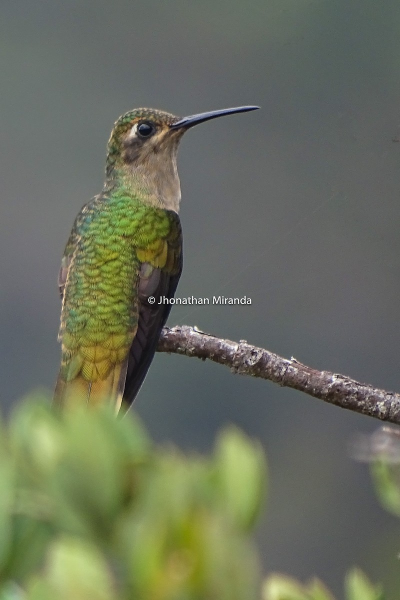 Buff-breasted Sabrewing - Jhonathan Miranda - Wandering Venezuela Birding Expeditions
