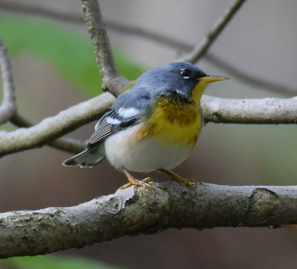 Northern Parula - ML152507891