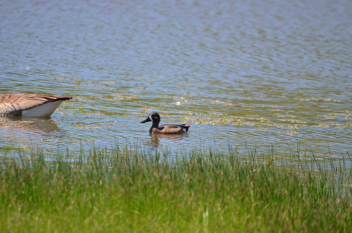 Blue-winged Teal - ML152508011