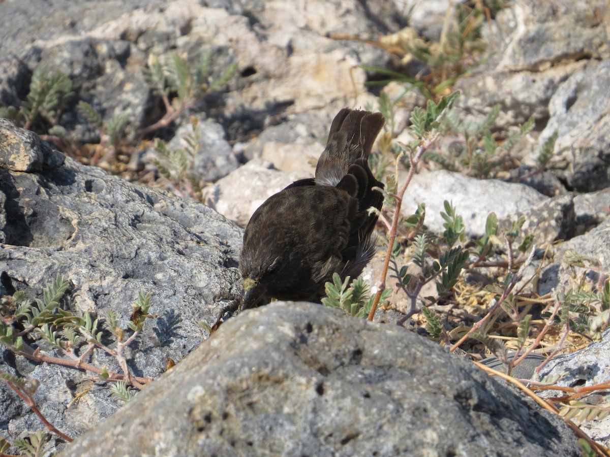 Medium Ground-Finch - ML152508021