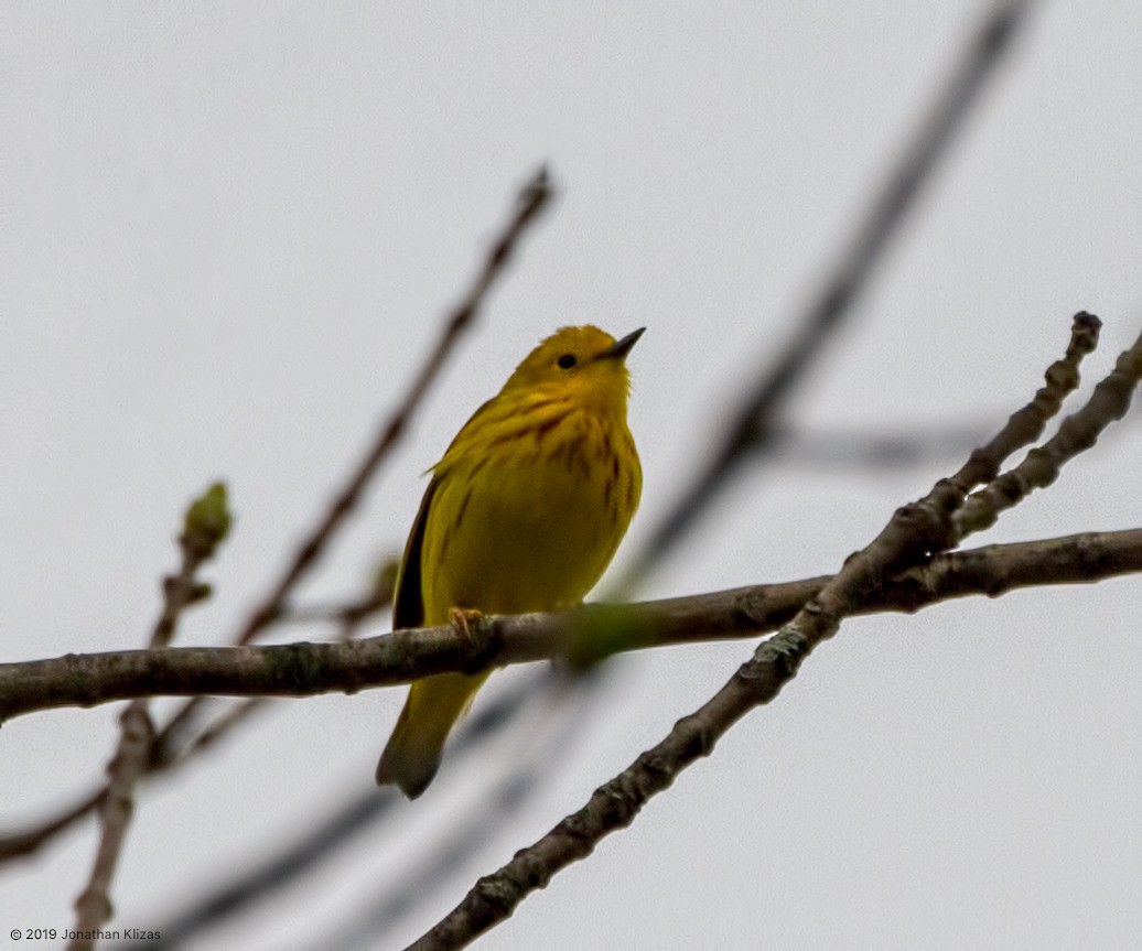 Yellow Warbler (Northern) - ML152508941