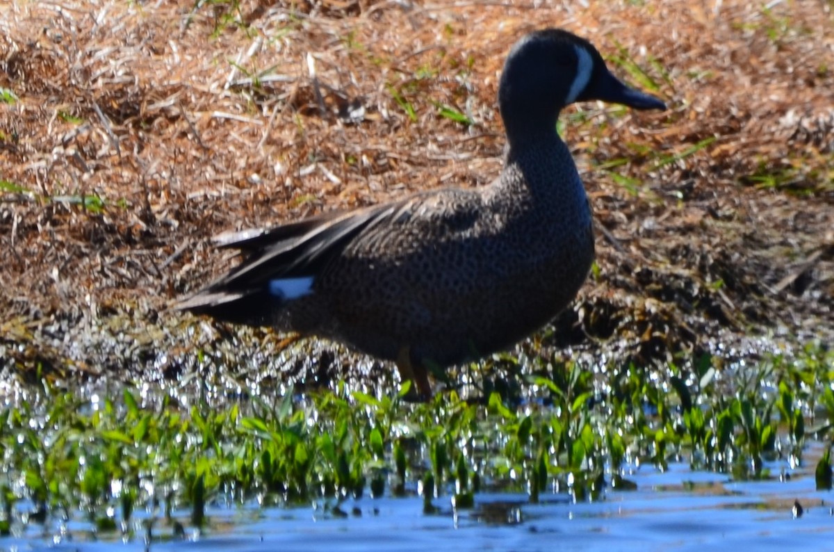 Blue-winged Teal - ML152510141
