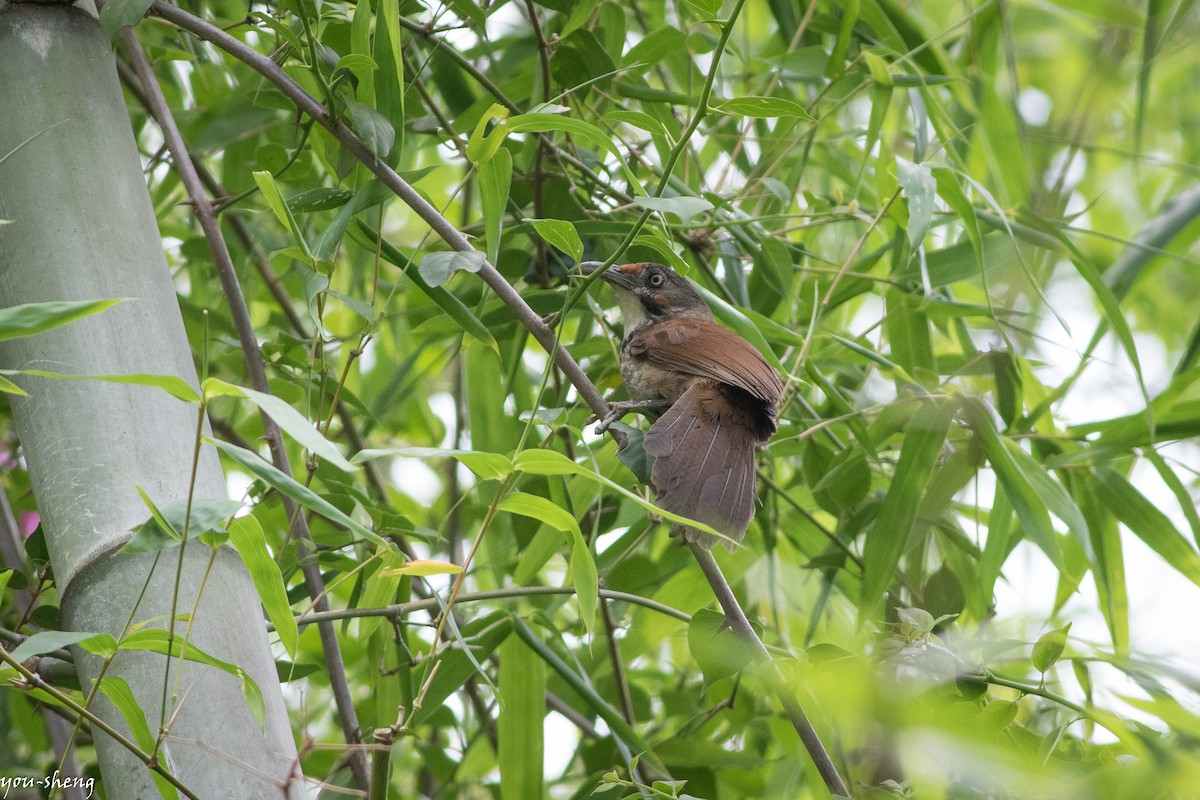 Black-necklaced Scimitar-Babbler - ML152510271