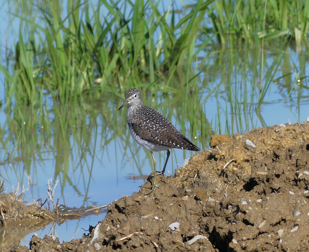 Solitary Sandpiper - Charles  Crawford