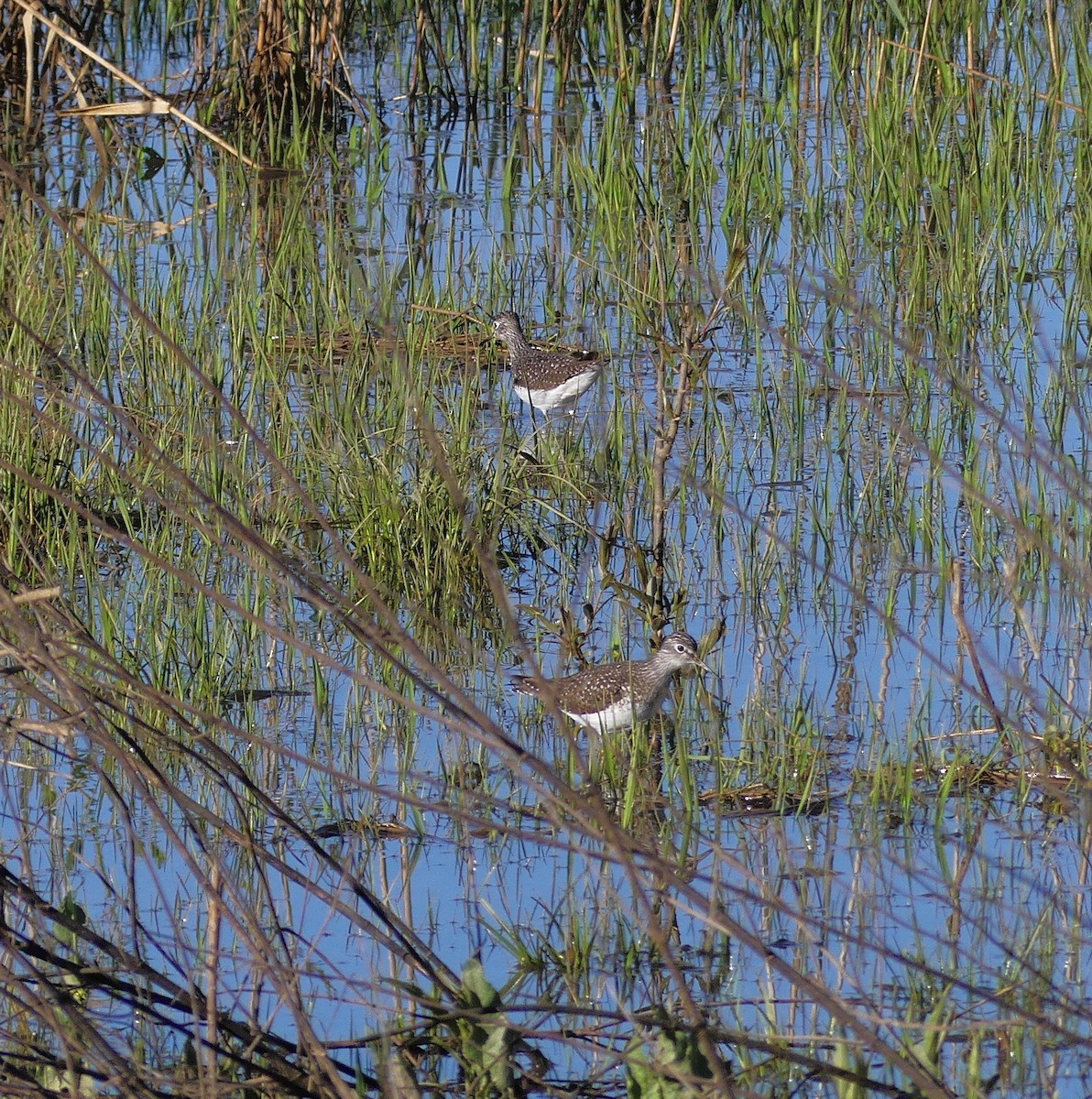 Solitary Sandpiper - ML152510401