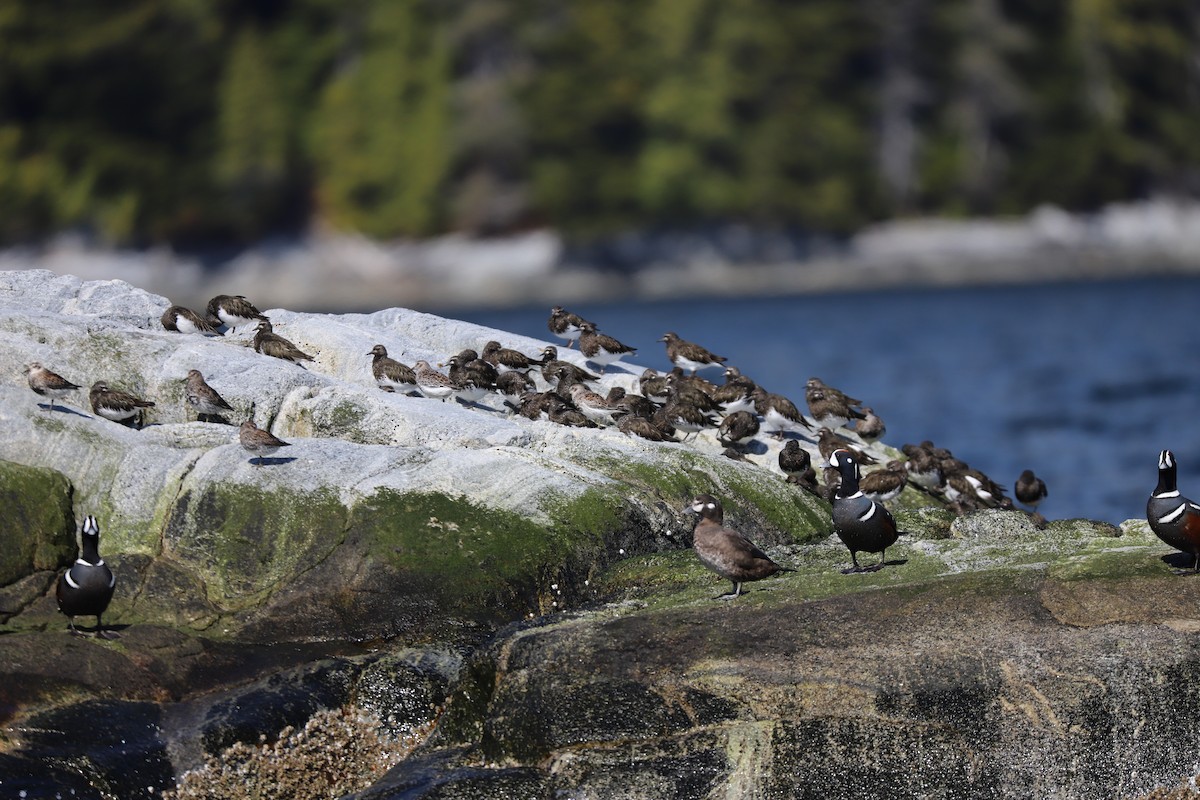 Dunlin - ML152511131