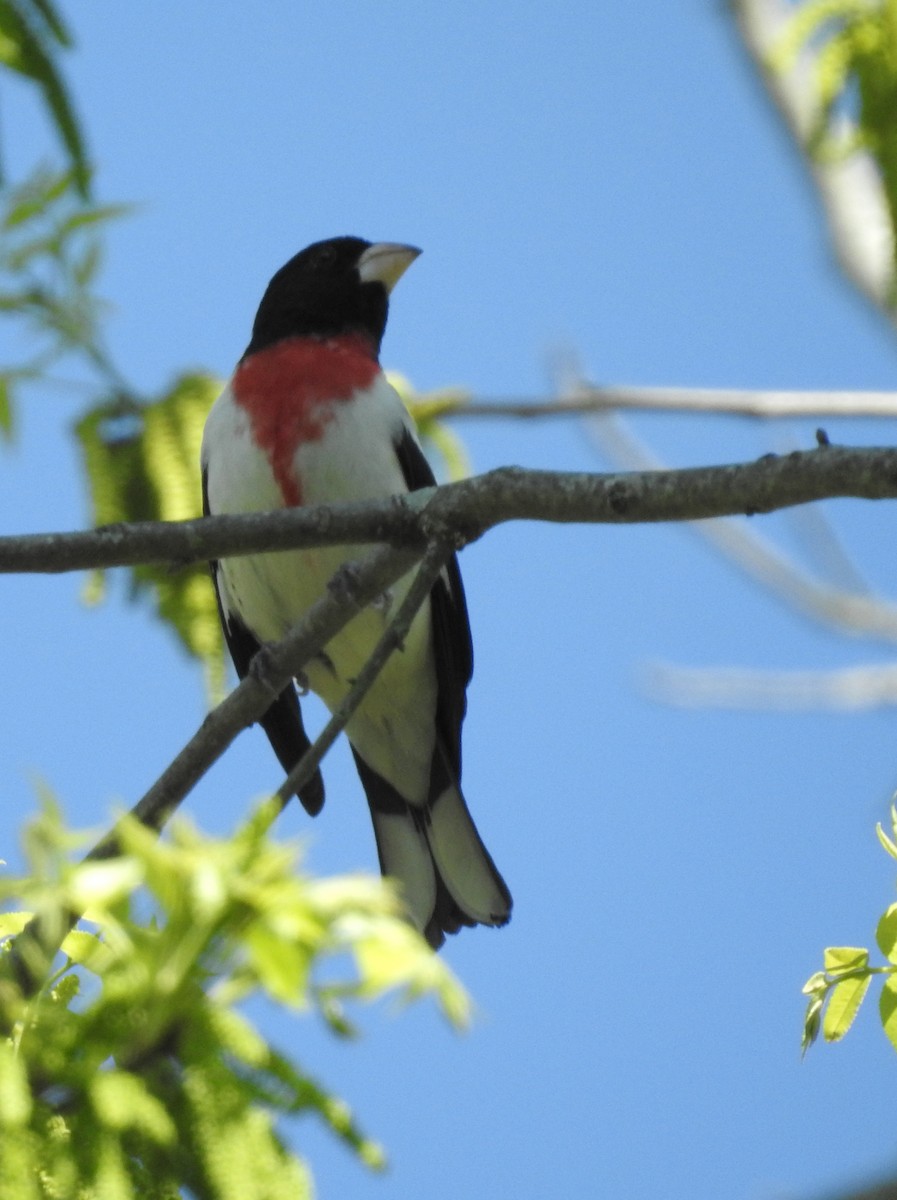 Rose-breasted Grosbeak - ML152511681