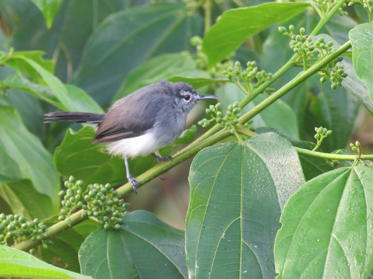 Slate-throated Gnatcatcher - Keith Leonard