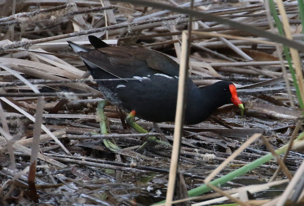 Gallinule d'Amérique - ML152512541